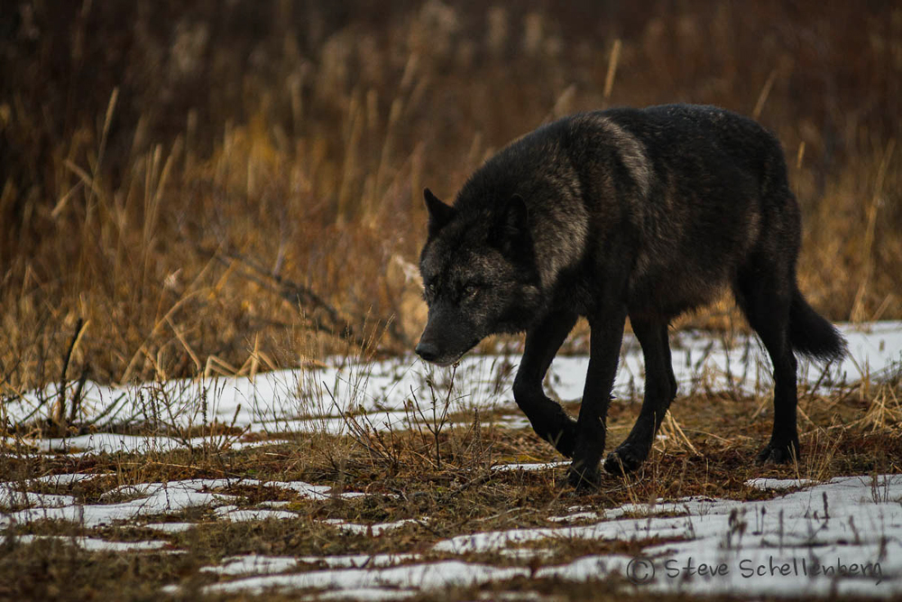 Lone black wolf at Nanuk. | Churchill Wild Polar Bear Tours