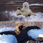 Polar bear poses. The Nature Junkies.