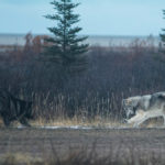 Playful wolves at Nanuk Polar Bear Lodge. Steve Schellenberg.