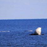 Polar bear hunting beluga whales at Seal River. Jayne Shepherd.