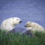 Mom and cubs on the shore at Seal River. Jad Davenport.