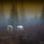Polar bears in the mist at Nanuk. Steve Schellenberg.