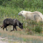 Wolf and polar bear meet at Nanuk Polar Bear Lodge. George Kourounis.