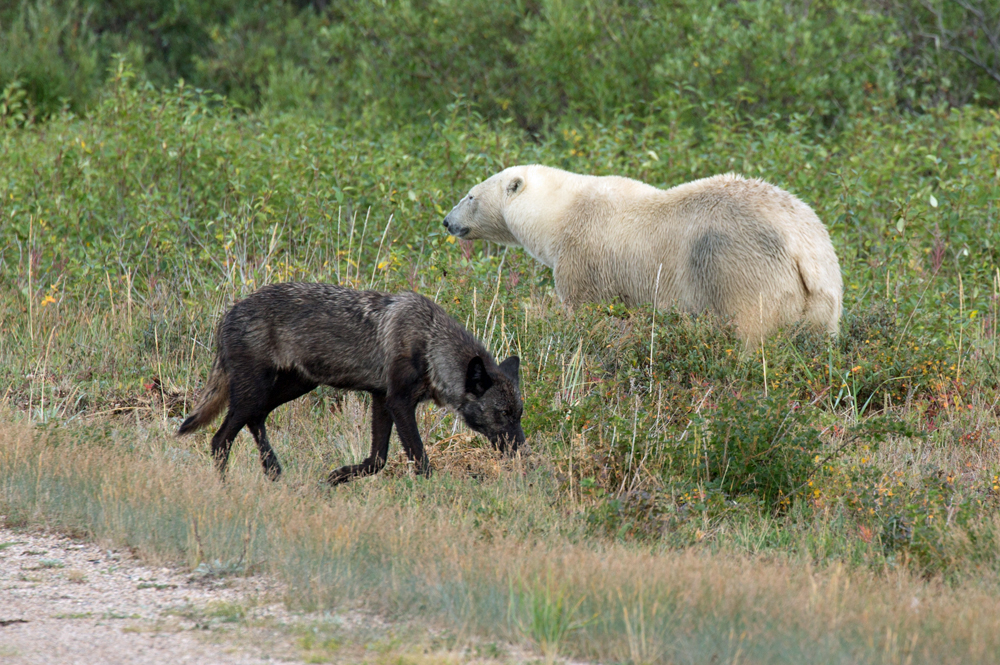 Wolf and polar bear meet at Nanuk Polar Bear Lodge. George Kourounis.