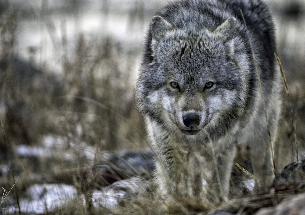 Wolf at Seal River. Robert Postma. | Churchill Wild Polar Bear Tours