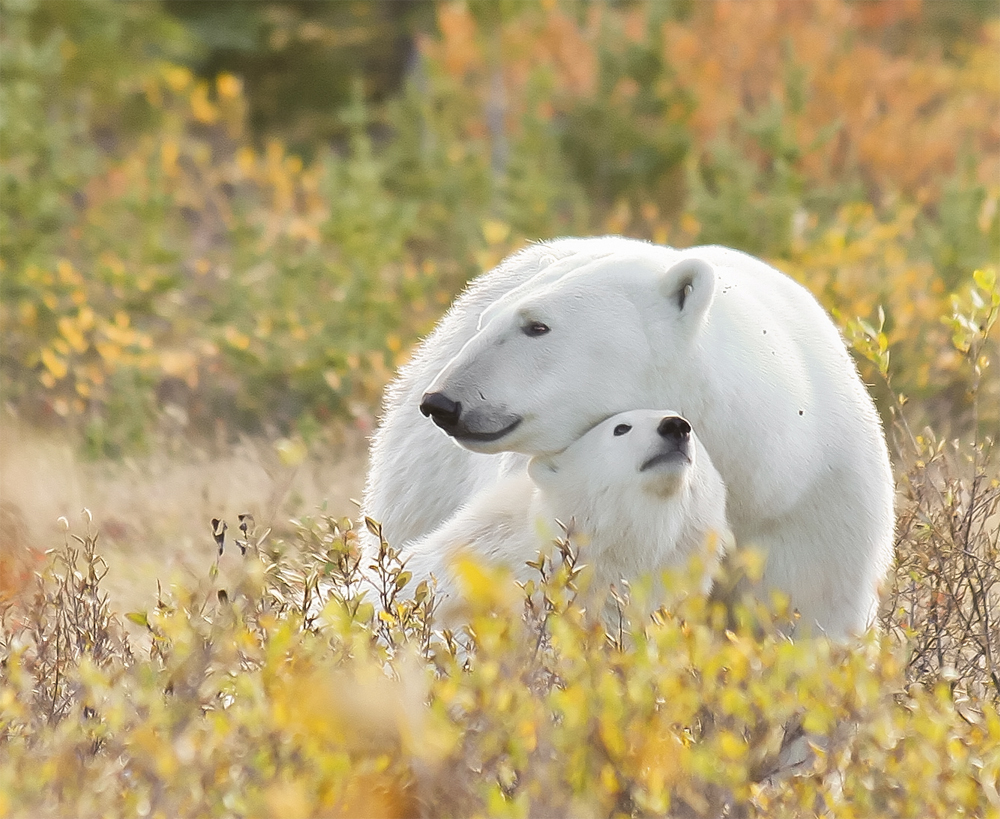 Mom and cub at Nanuk Polar Bear Lodge. Dennis Fast photo.