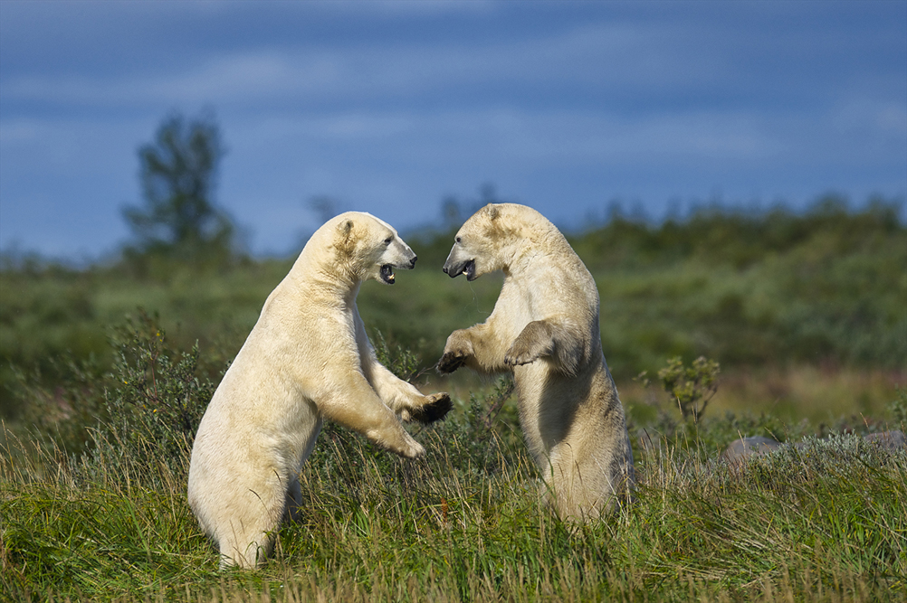 Polar bears sparring. Jad Davenport photo.
