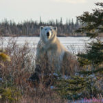 Scarbrow the polar bear poses for perfect picture on the Great Ice Bear Adventure.