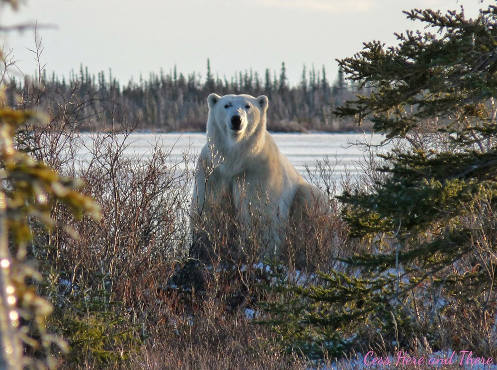The Great Ice Bear. Scarbrow at Dymond Lake Ecolodge. 