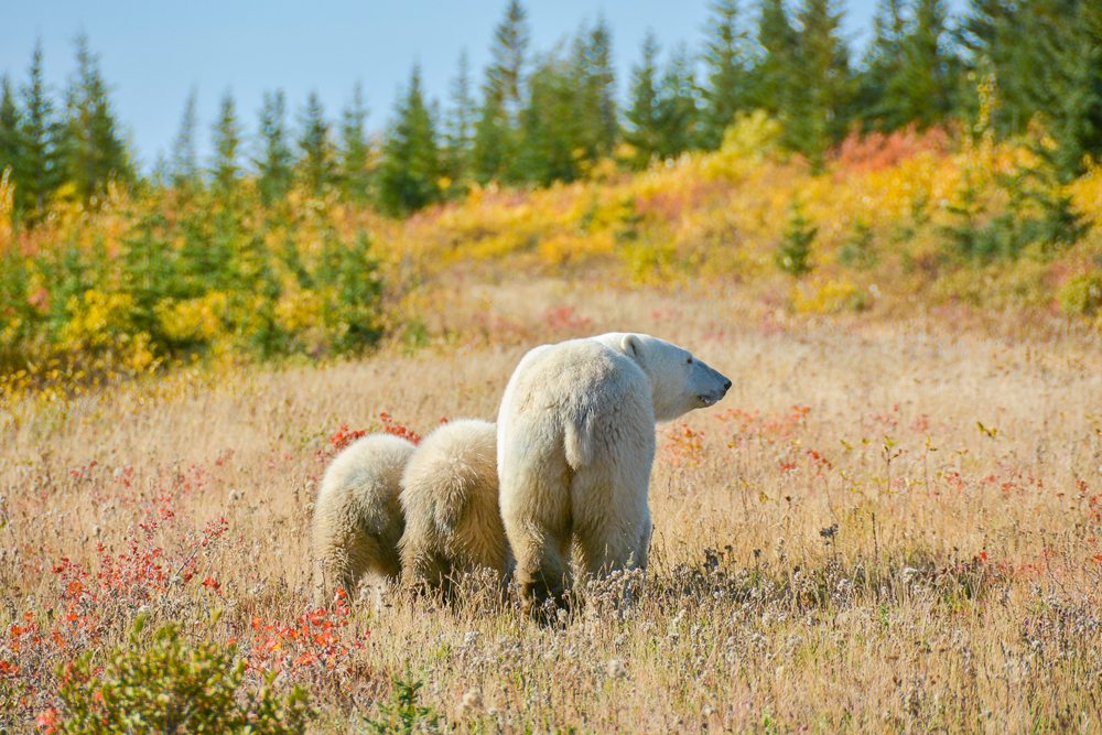 Polar bear mom with two cubs at Nanuk Polar Bear Lodge.