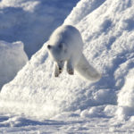 Pounce! Arctic fox at Seal River Heritage Lodge. Andy Skillen photo.