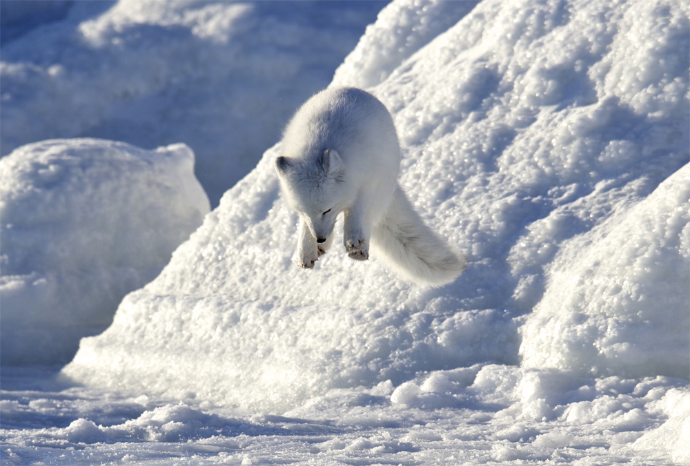 Arctic fox pouncing on a sound. Andy Skillen photo.
