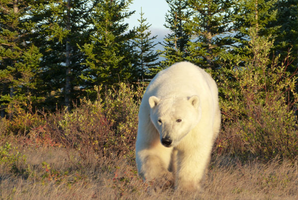 Polar bear emerges from the forest at Nanuk Polar Bear Lodge.
