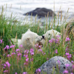 Polar bear cubs in the grass at Seal River Heritage Lodge.