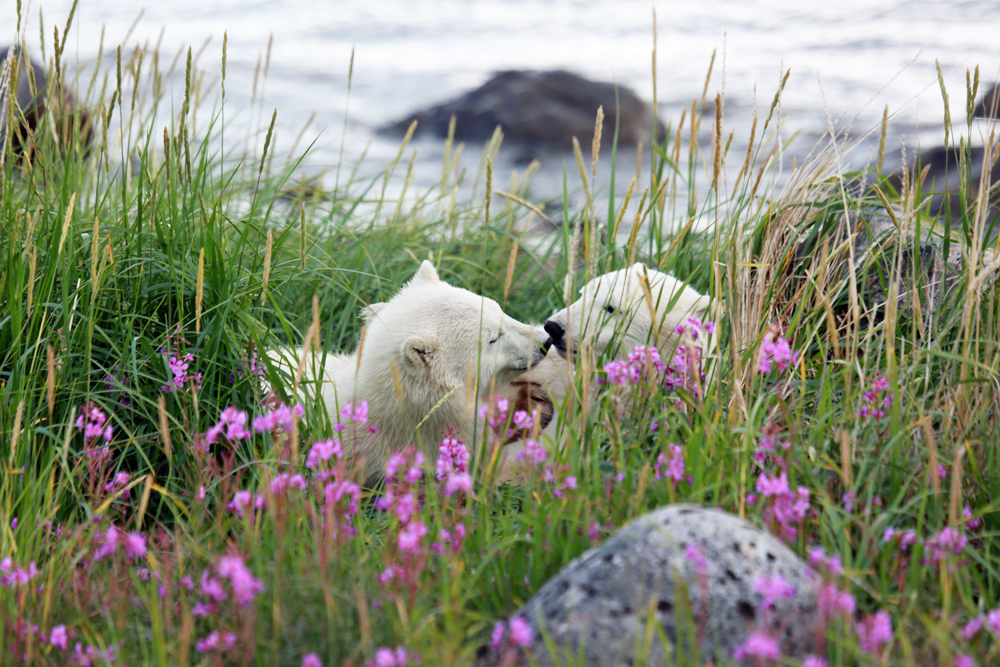 Polar bear cubs playing in the grass at Seal River Heritage Lodge.