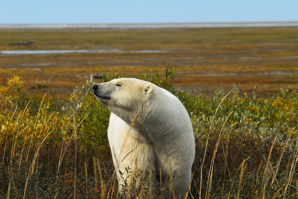 Polar bear on the Hudson Bay lowlands near Nanuk Polar Bear Lodge.