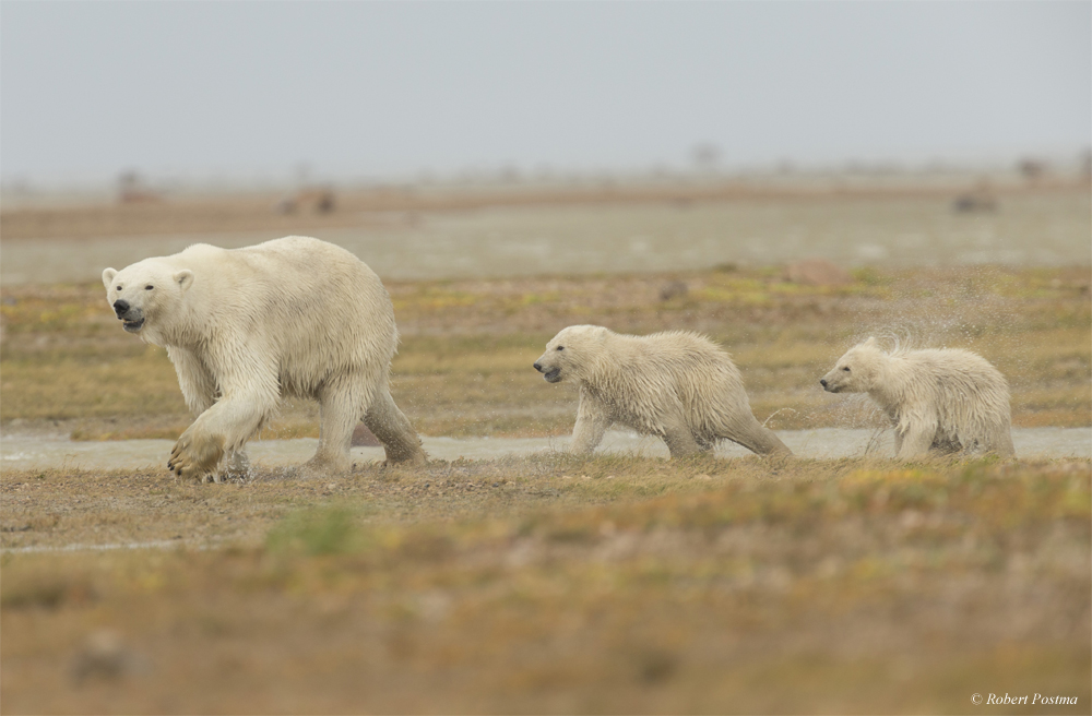 Summer polar bears on the move at Nanuk Polar Bear Lodge. Robert Postma photo.