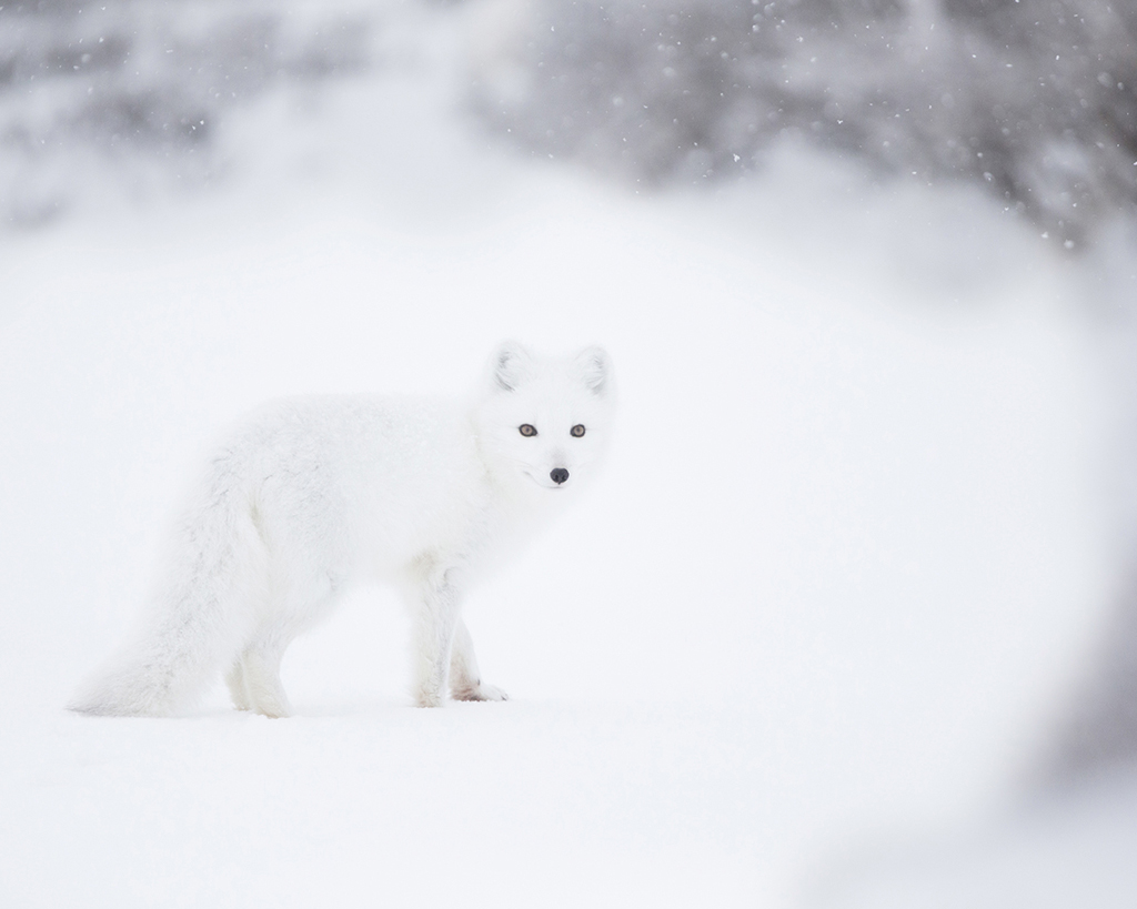 Arctic Fox at Seal River Heritage Lodge. Ruth Elwell-Steck photo.
