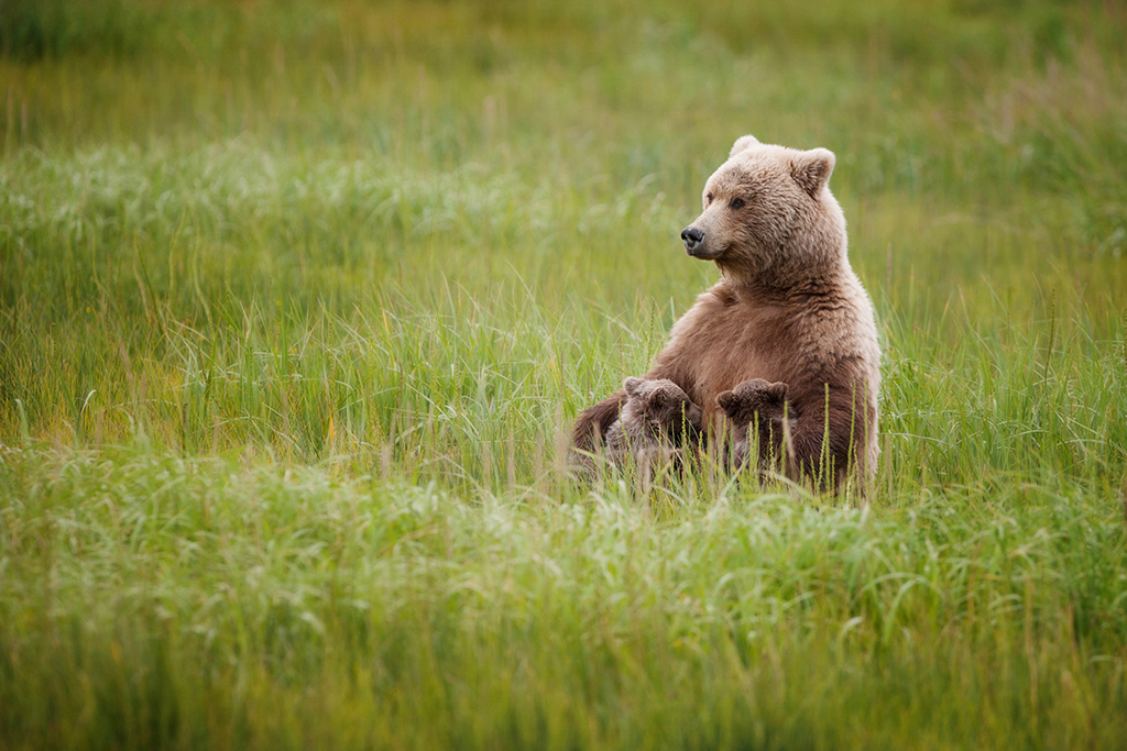 Nursing brown bears in Alaska. Ruth Elwell-Steck photo.