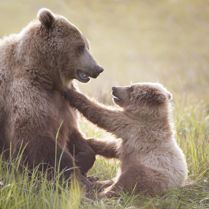 Ruth Elwell-Steck Wildlife Photo Gallery - Churchill Wild Polar Bear Tours