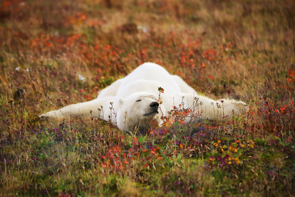 Polar bear in fall colours. Ruth Elwell-steck photo.