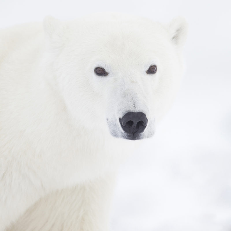 Ruth Elwell-Steck Wildlife Photo Gallery - Churchill Wild Polar Bear Tours