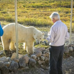 Guests view polar bear from inside the compound at Seal River Heritage Lodge.