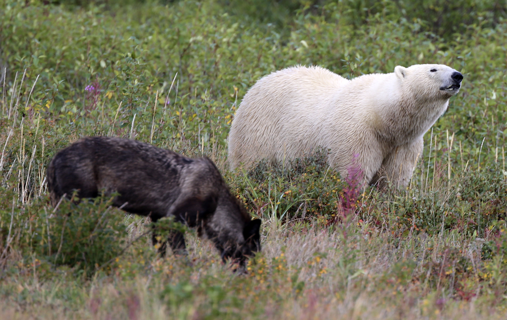 Spirit Way Wolf and Carnivore Conference offers one-day polar bear tour option!