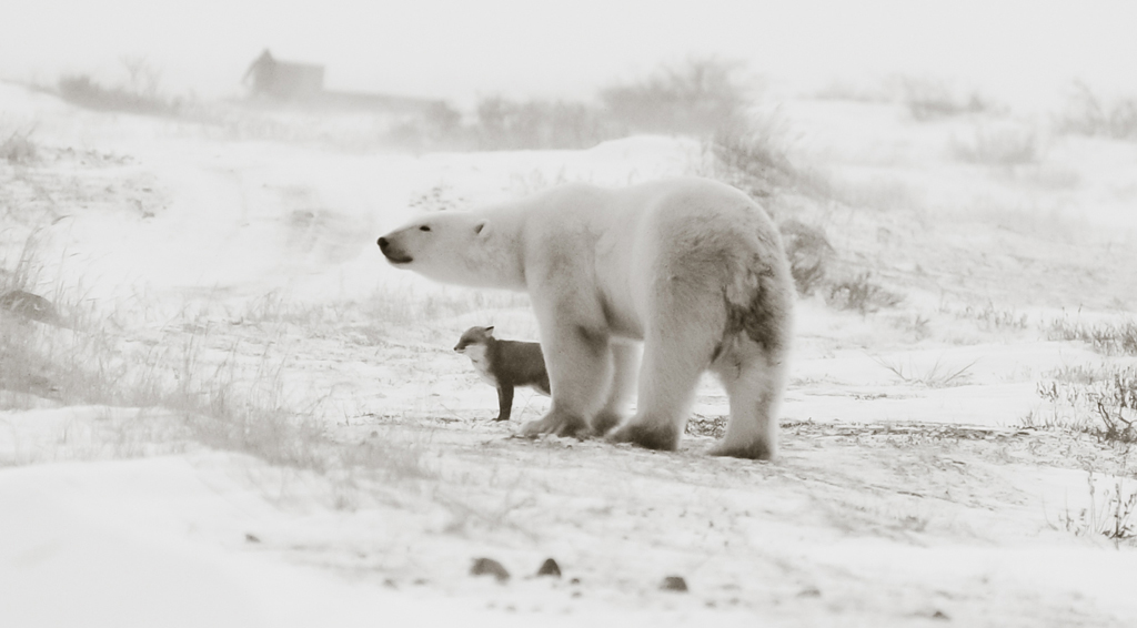 Polar bears and foxes. Yes. Polar bears and penguins. No. Birgit-Cathrin Duval photo.