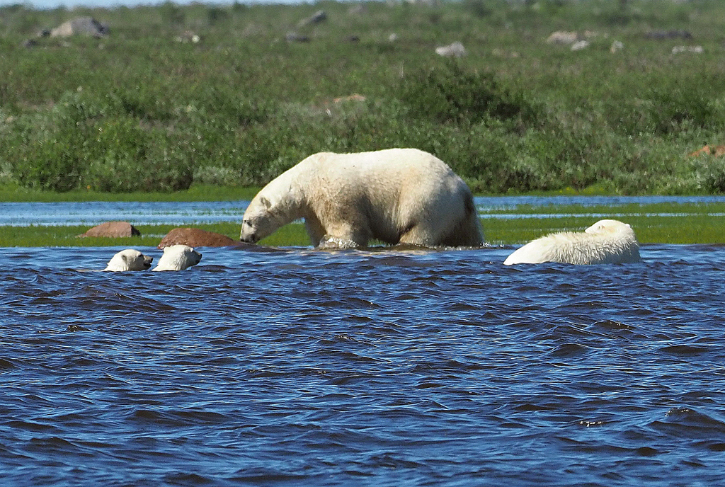 Polar bear hunting beluga whales at Seal River Heritage Lodge. Quent Plett photo.