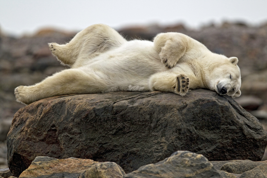 Don't let their summertime sleepiness fool you. Polar bears can travel up to 40 km per hour. Robert Postma photo.