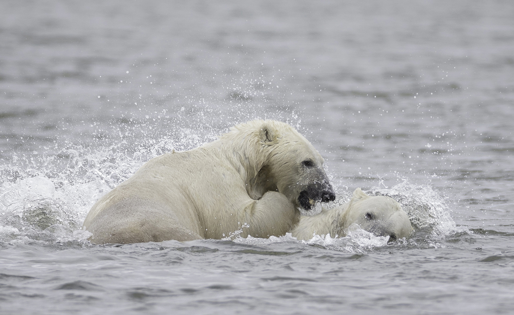 Polar bears don't hibernate in the summer! Photo by Charles Glatzer.