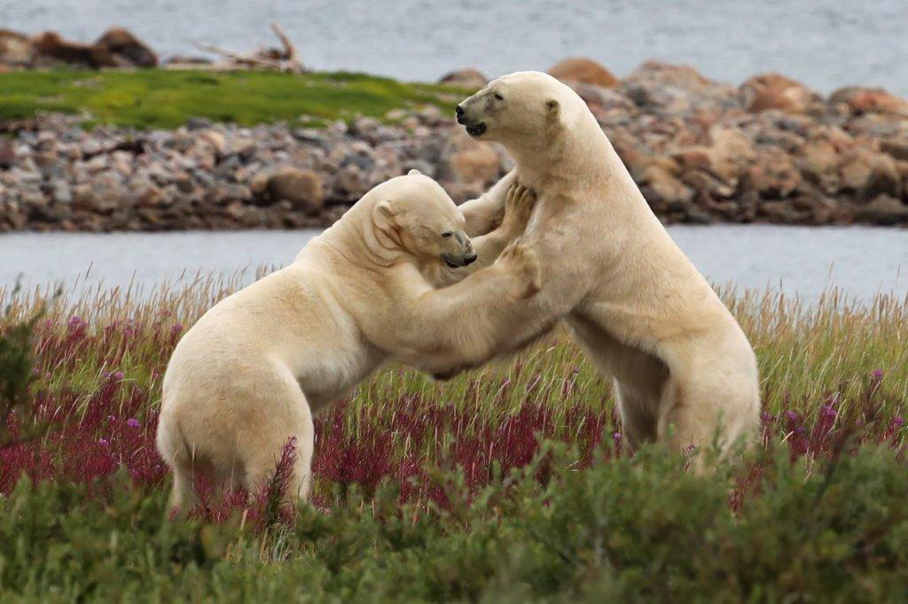 Polar bear sparring at Seal River. Judith Herrdum photo.