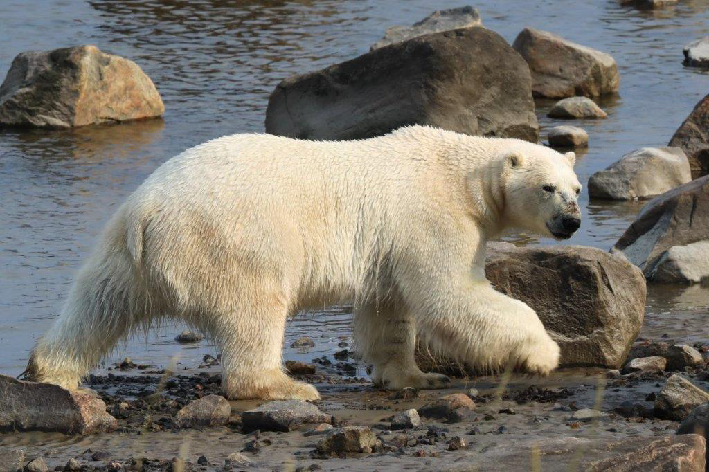 Polar bear gives us a wary look while walking along the bay. Judith Herrdum photo.