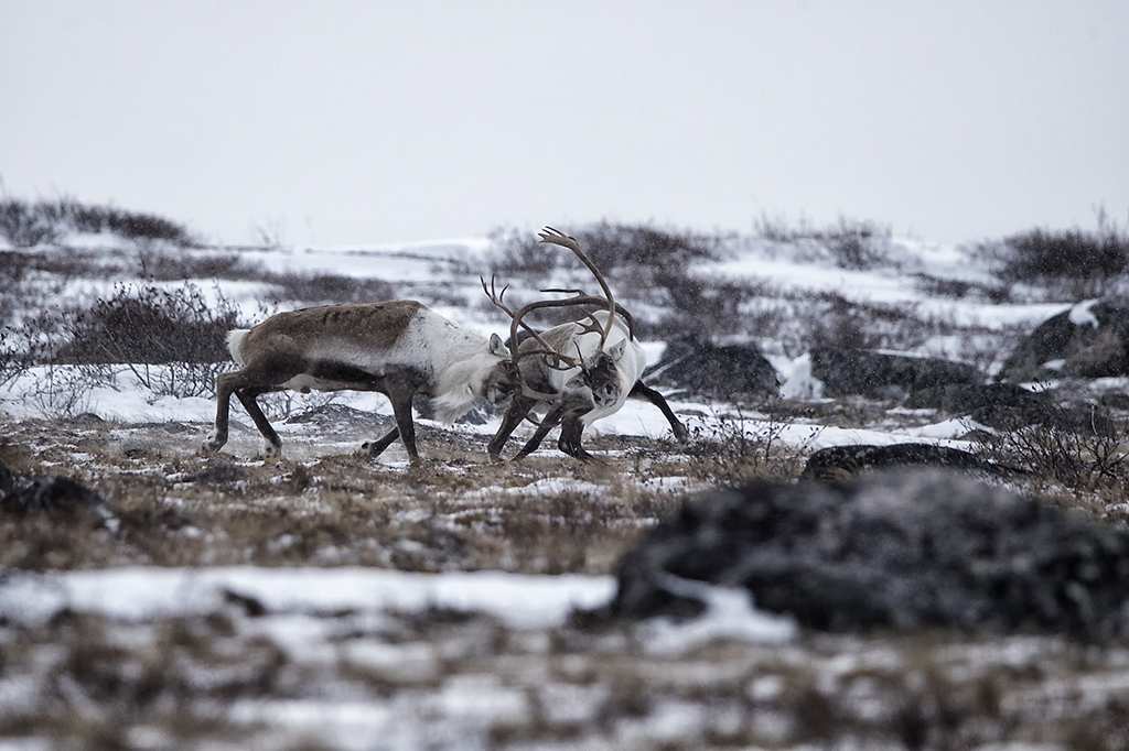 Caribou arguing at Seal River. Any Skillen photo.