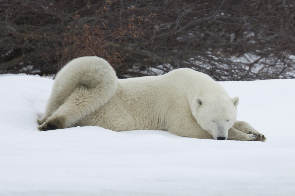 Polar bear Mom napping at Seal River Heritage Lodge as cub crawls over her.