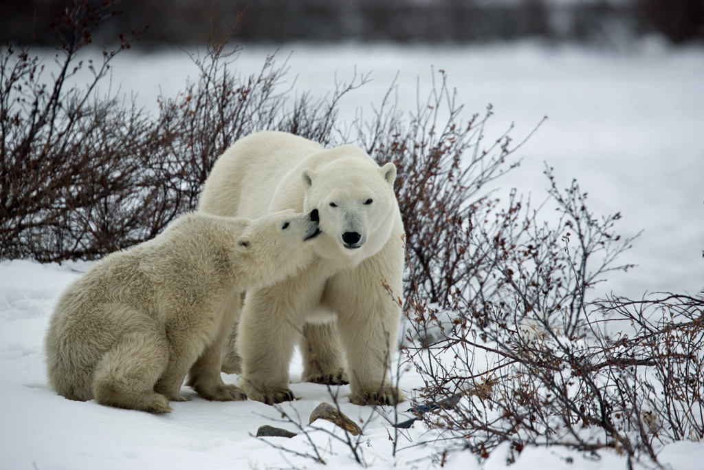Love bites from polar bear cub at Seal River Heritage Lodge.