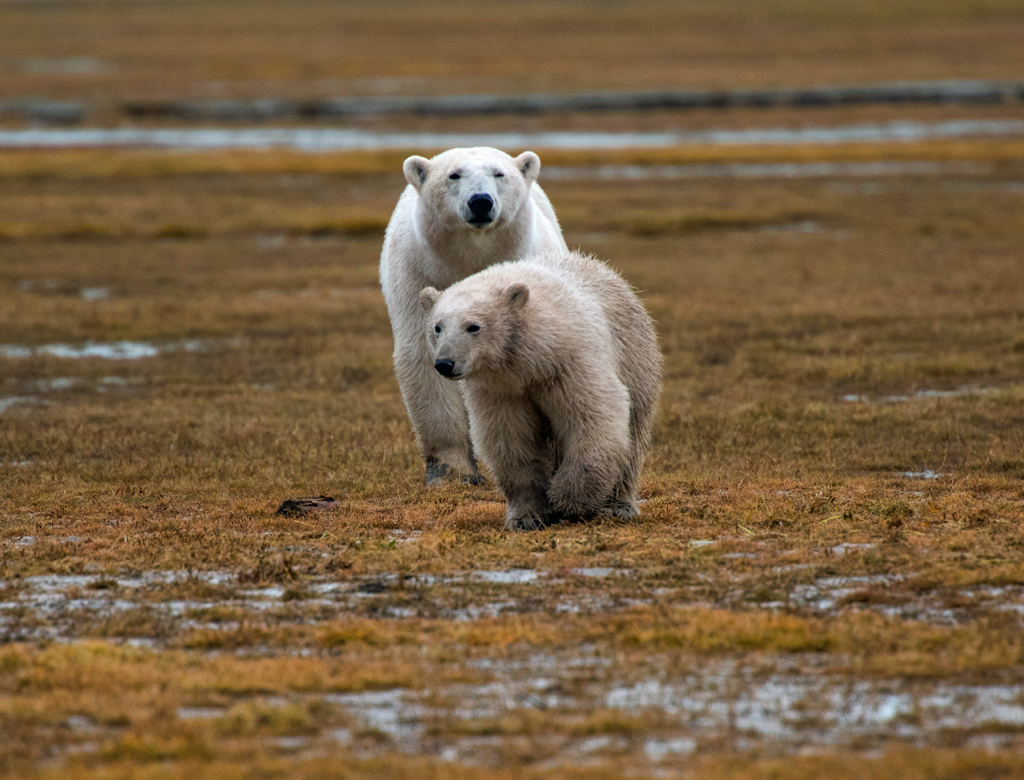 Polar bear cub leaves media host with goosebumps at Nanuk