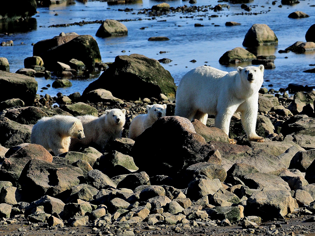 Rare polar bear triplets at Seal River Heritage Lodge. Quent Plett photo.