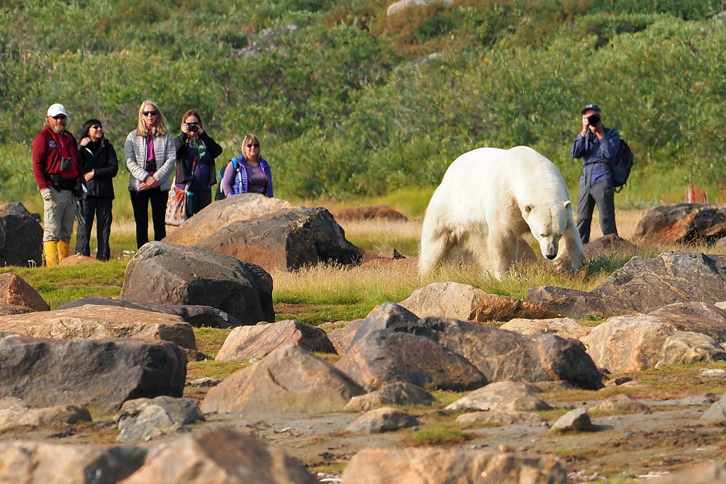 Up close and personal with a polar bear at Seal River Heritage Lodge. Quent Plett photo.