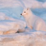 Arctic fox. Seal River Heritage Lodge. Photo by Marc Latremouille.