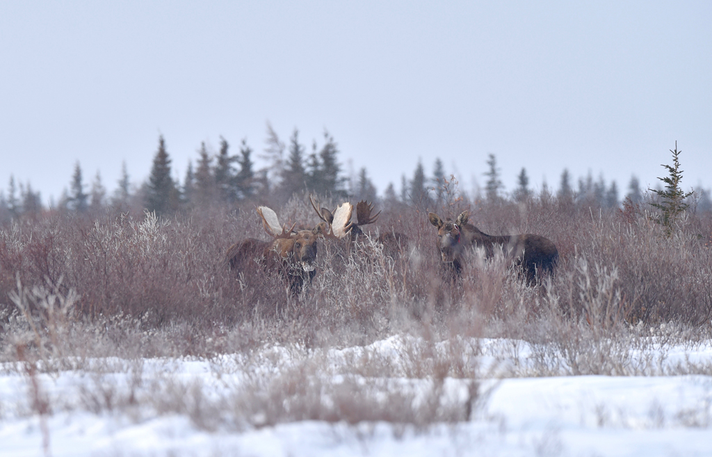 Moose in the willows at Nanuk Polar Bear Lodge.