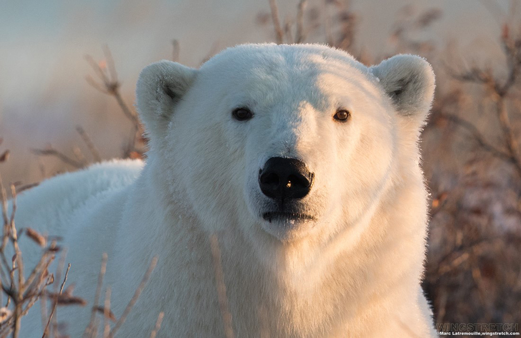 Eye-to-eye with a polar bear.