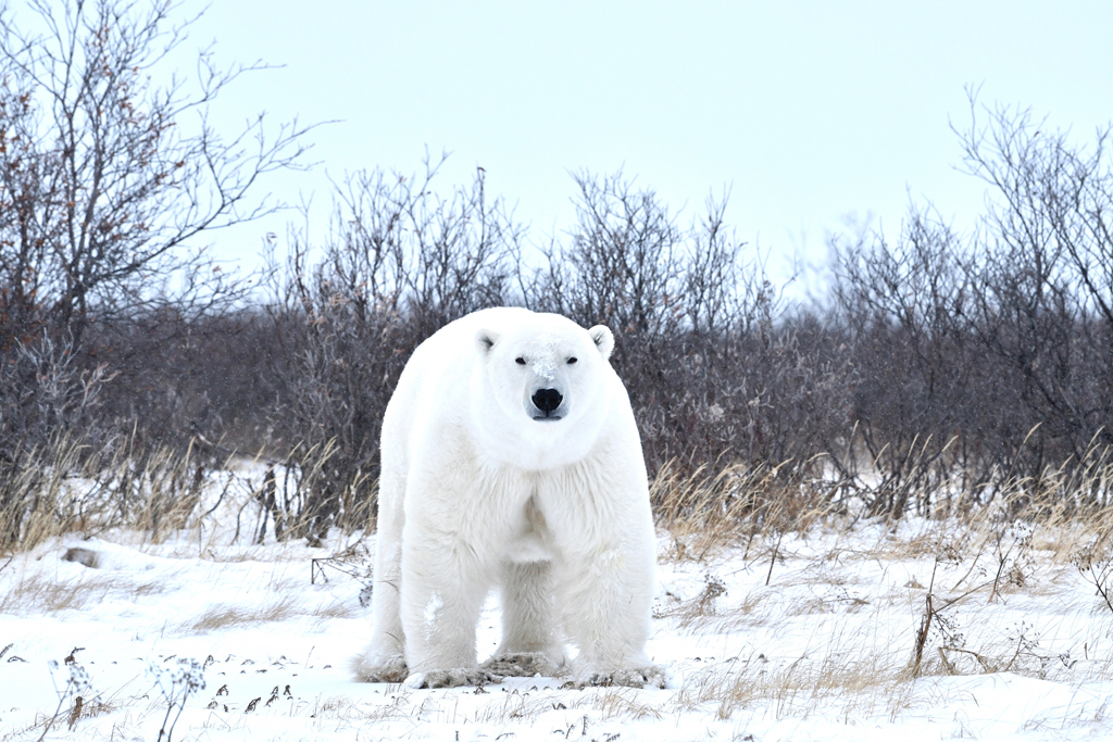 First sighting of a polar bear at ground level.