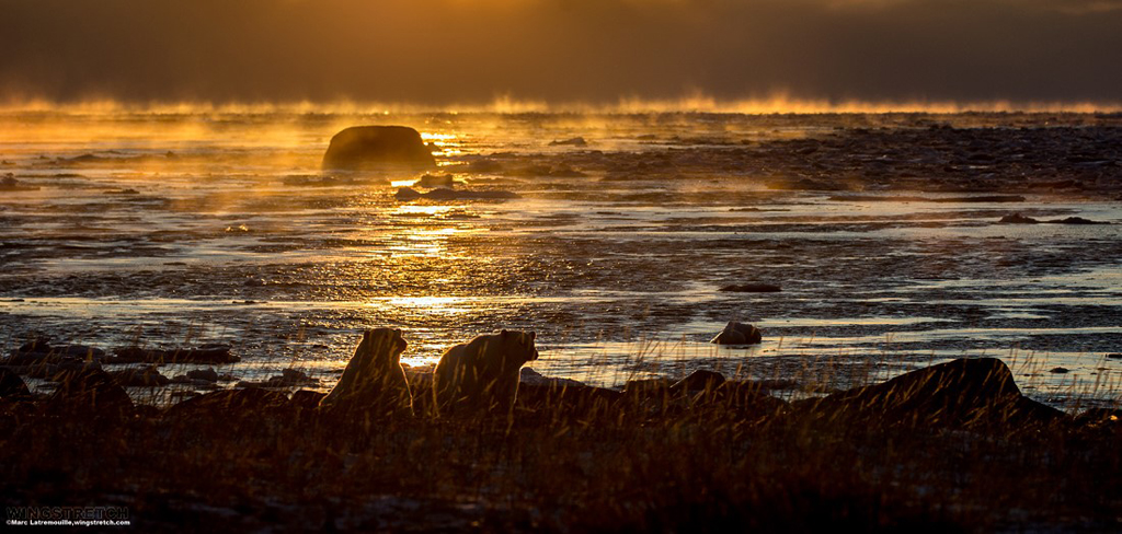 Polar bears in the ice mist at sunset.