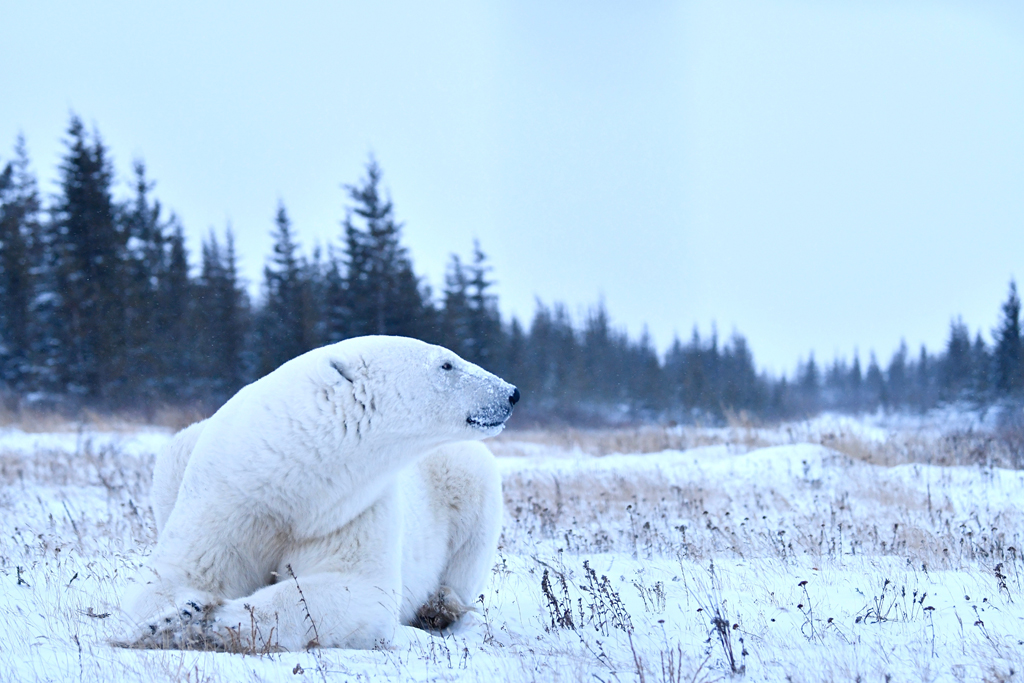 The Ghost in the Willow. Polar bear at Nanuk.