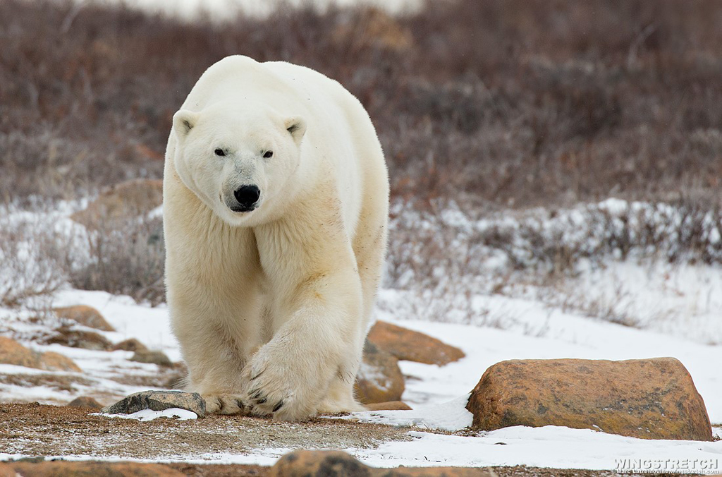 Polar bear walks towards us at Seal River Heritage Lodge.