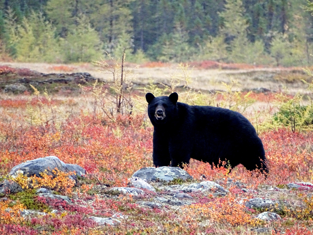 Black bear in fall colours at Schmok Lake. Click image for story. 