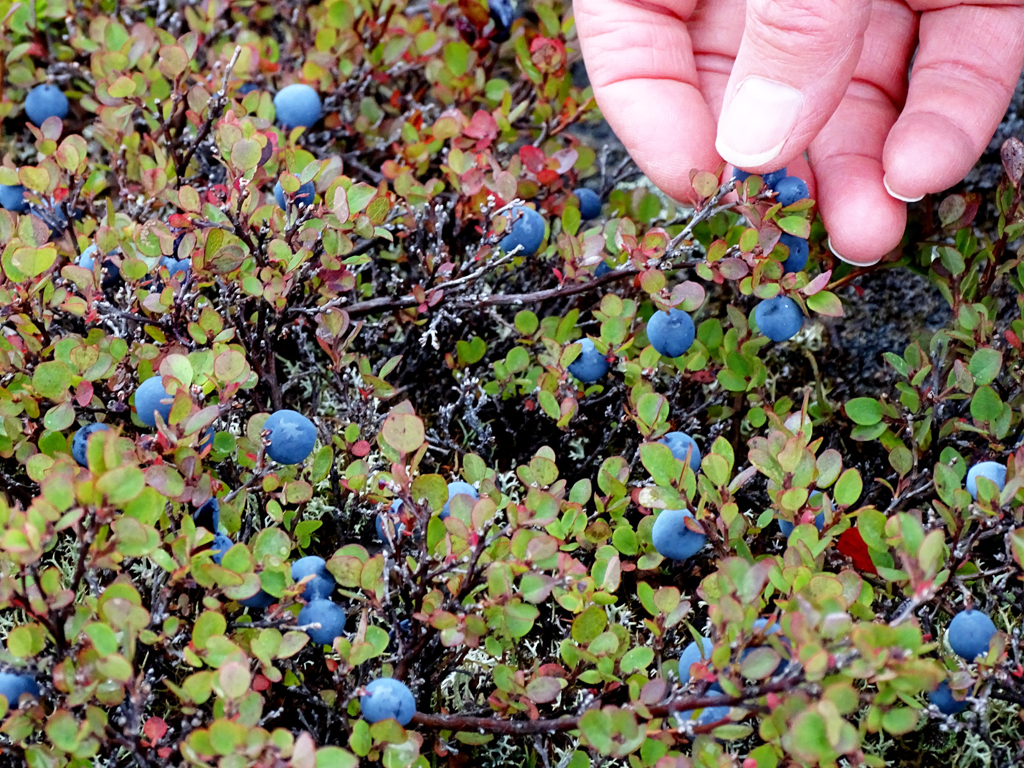 Blueberries at Seal River Heritage Lodge.