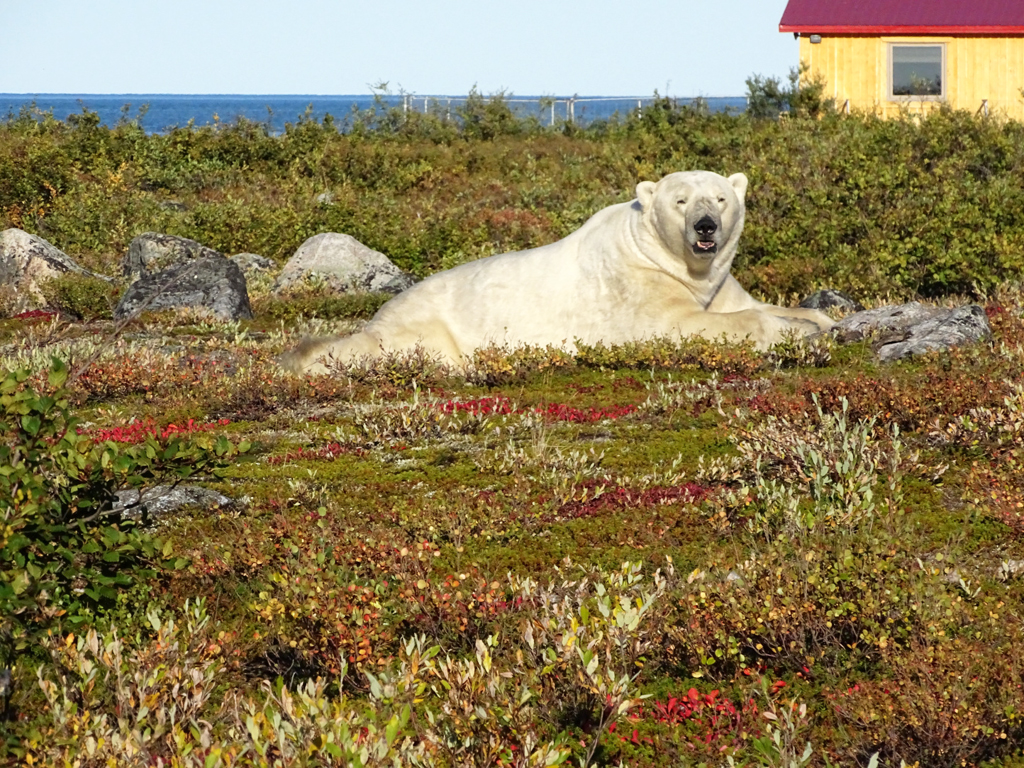 "Bob" the polar bear at Seal River Heritage Lodge. Click image for story.